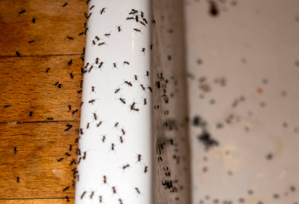 Best Commercial Pest Control Services  in Seabrook, SC